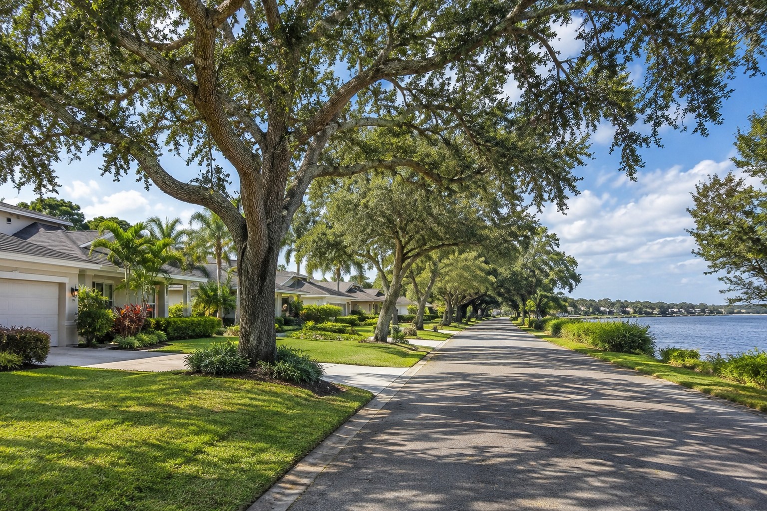 Palmetto